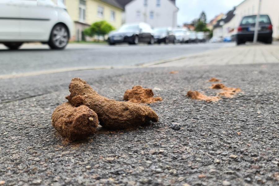 Kein schöner Anblick: Die Stadt Peine sagt dem Hundekot den Kampf an. (Symbolbild)