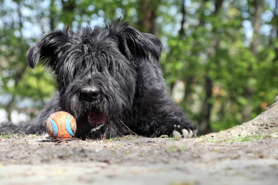 Die Angreiferin soll einen verspielten Riesenschnauzer besitzen. (Symbolbild)