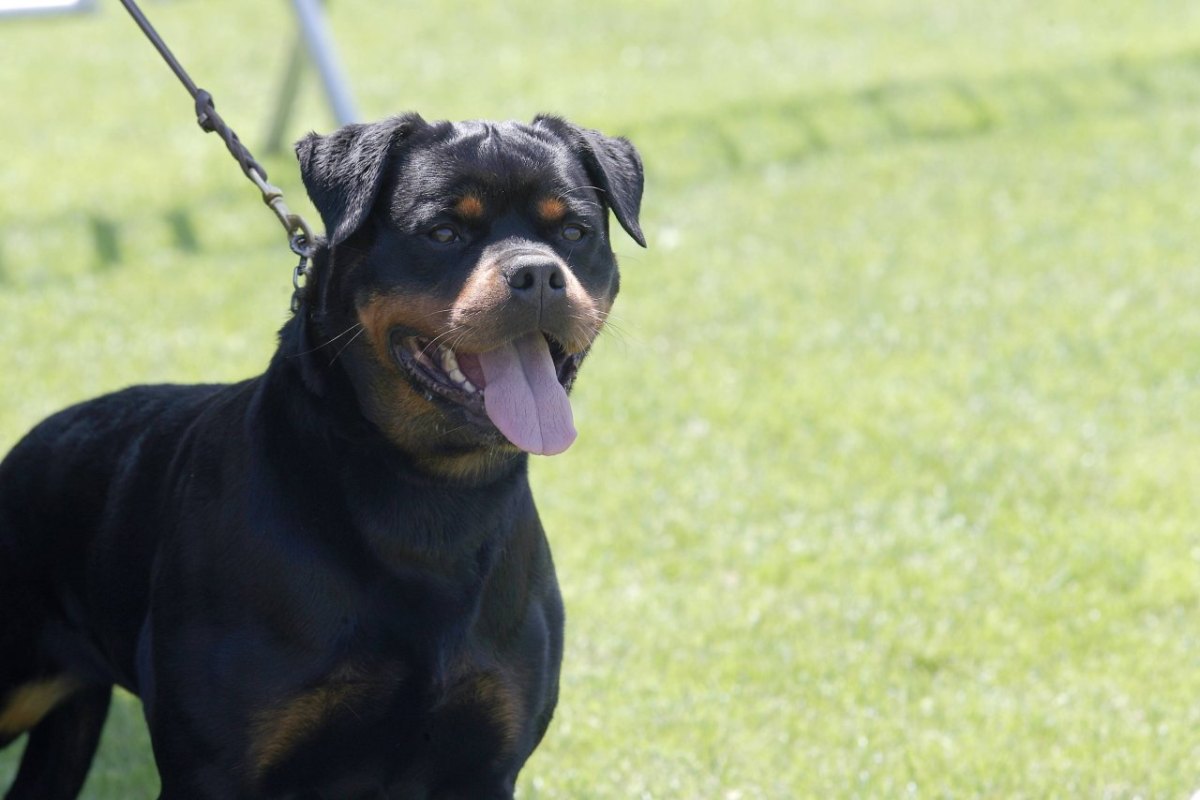 rottweiler.jpg