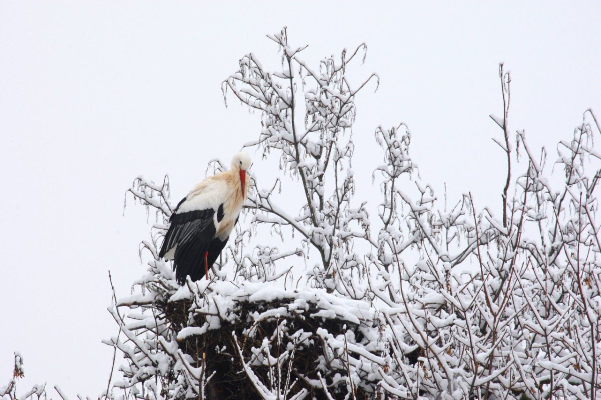 storch weißstorch winter schnee horst nest