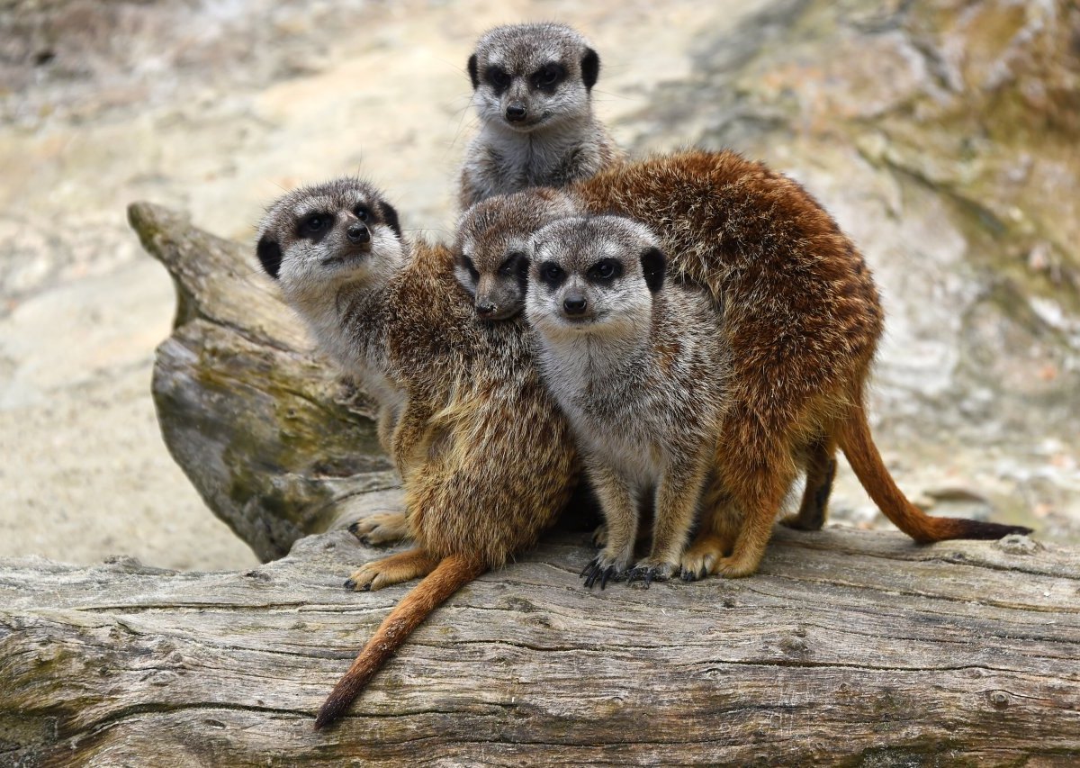 tierpark essehof spenensammler erdmännchen