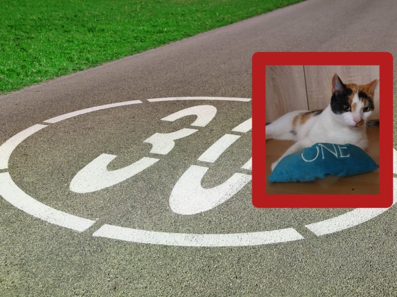 wolfenbüttel katze auf straße.jpg