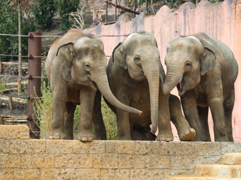 Elefanten im Zoo Hannover