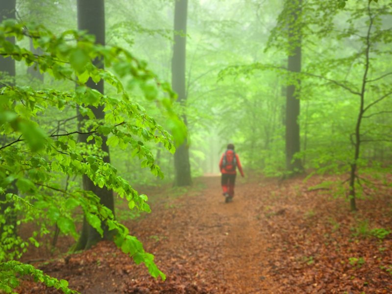 Wald