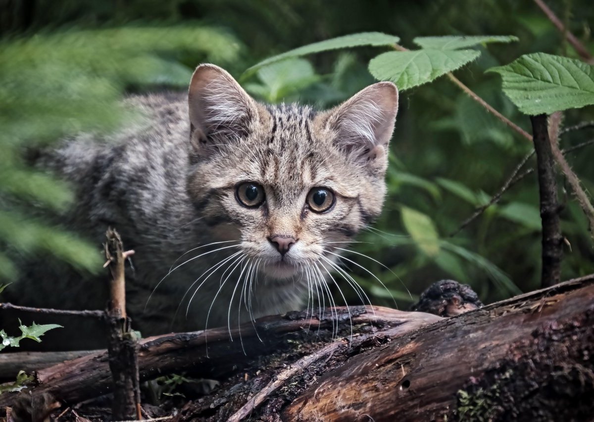 harz wildkatze baby.jpg