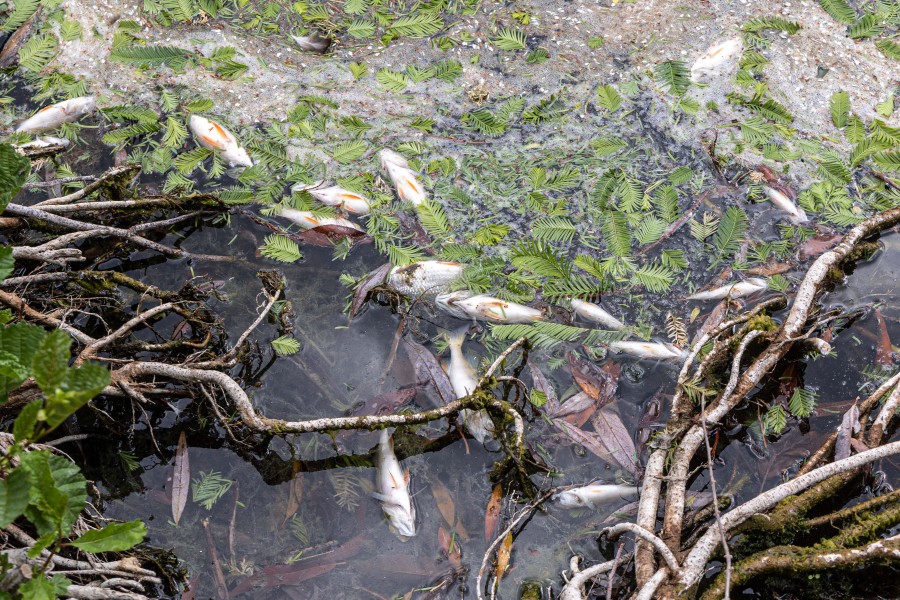 Salzgitter: Mysteriöses Fischsterben im Schloßteich in Salder! 