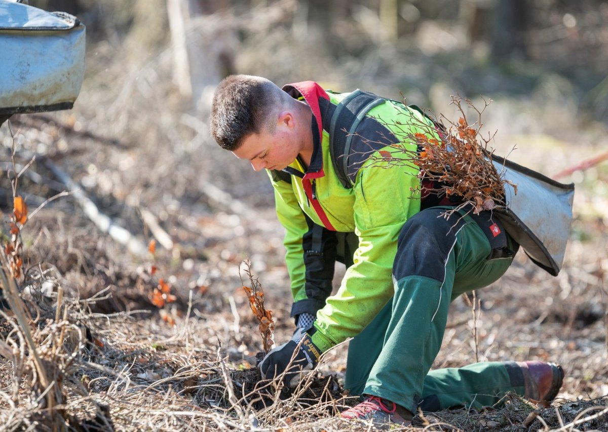 Niedersächsischen Landesforsten Wald