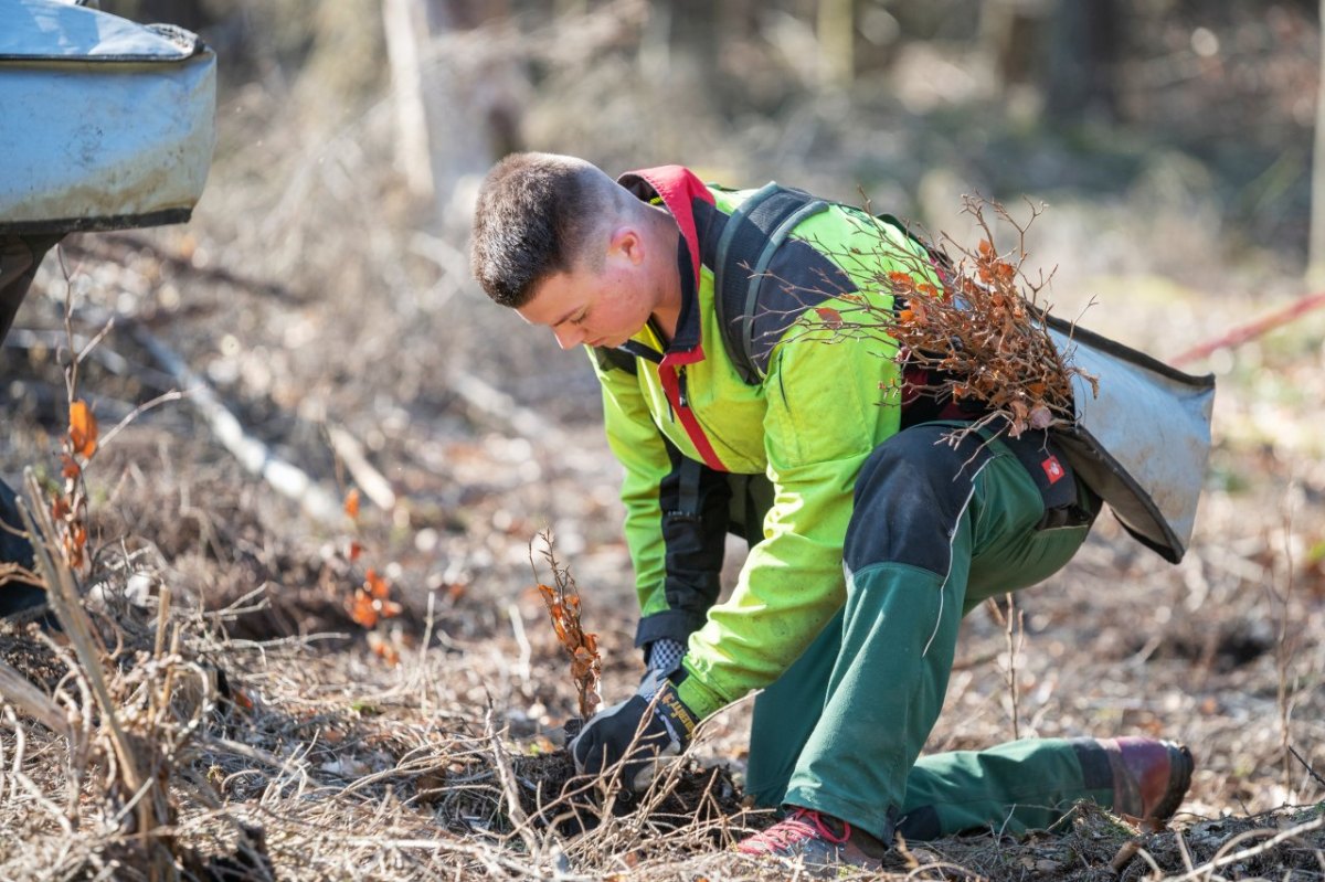 Niedersächsischen Landesforsten Wald