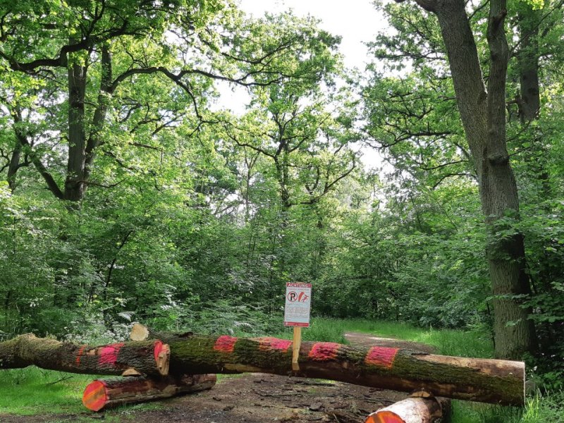 Wolfsburg-Gifhorn-Barnbruch.jpg