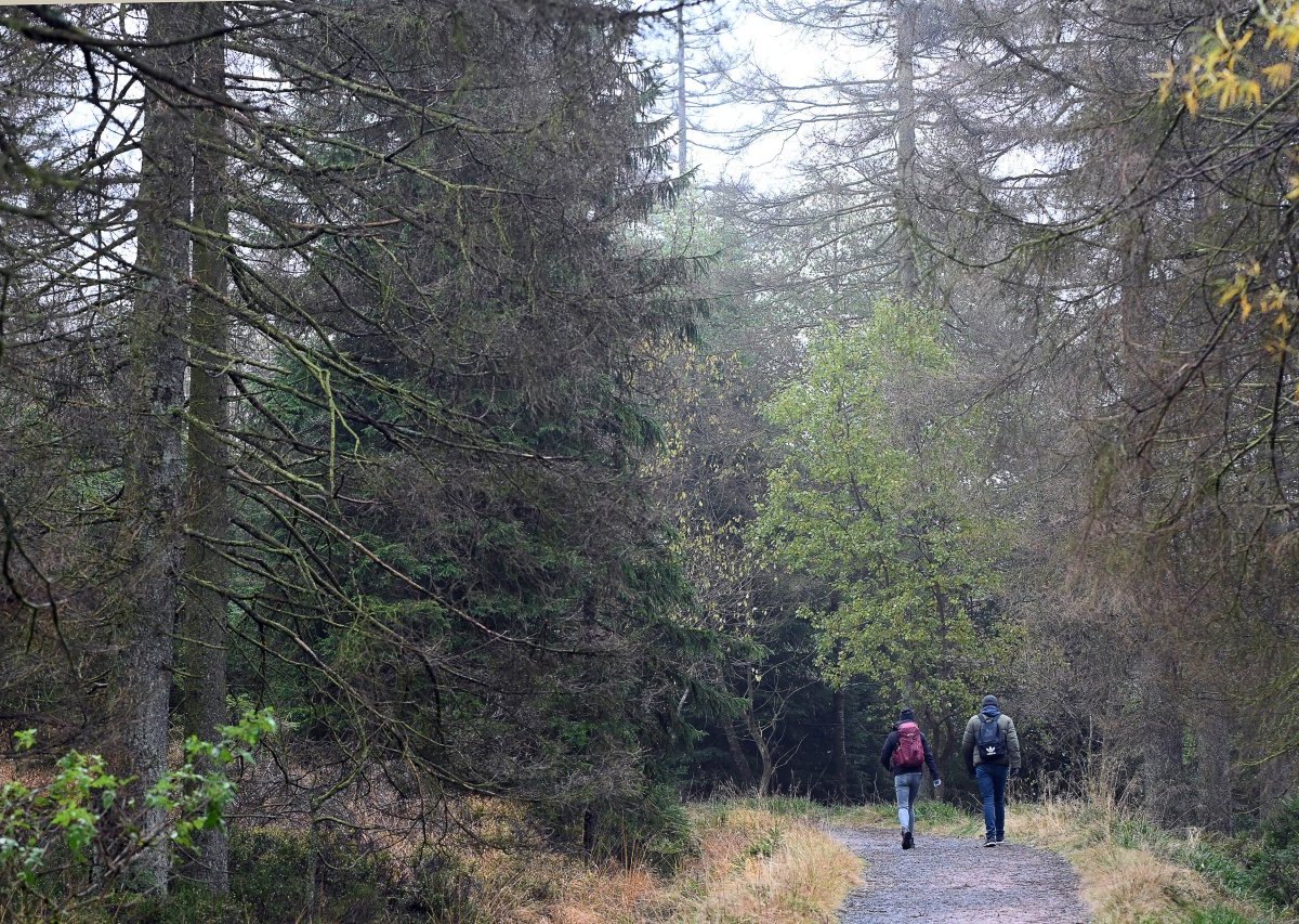 Harz Wanderweg.jpg