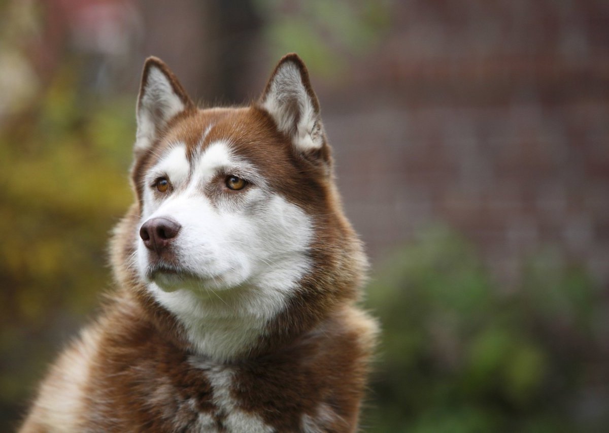 Hund Niedersachsen