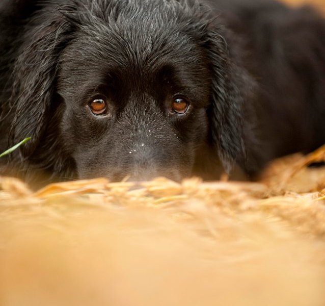 Hund Wolfenbüttel