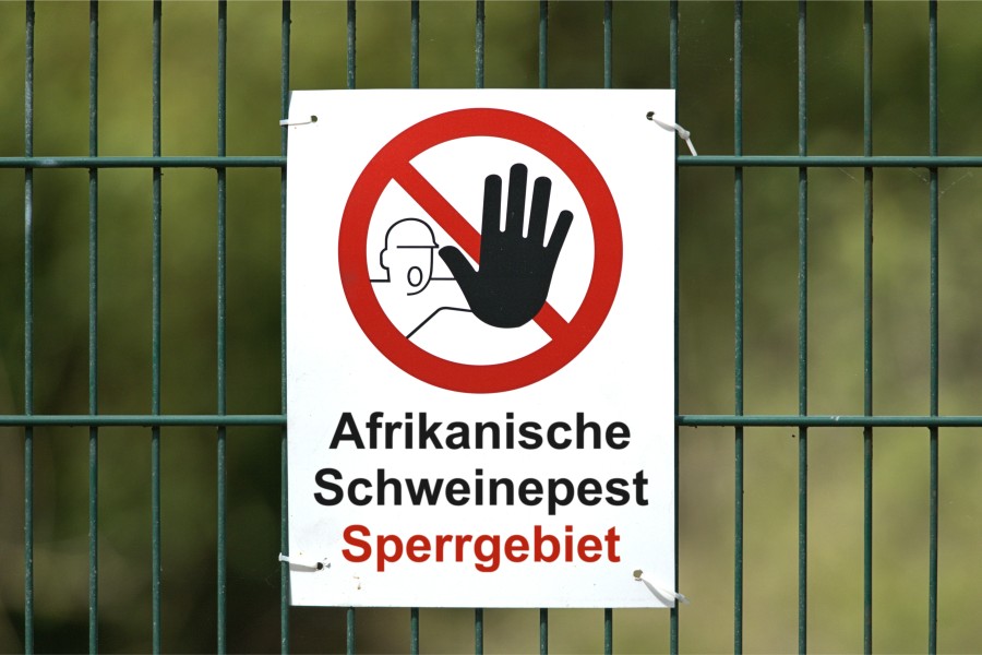 Durch Untersuchungen zur Afrikanischen Schweinepest wurde eine weitere tödliche Krankheit im Kreis Gifhorn festgestellt. (Symbolbild)