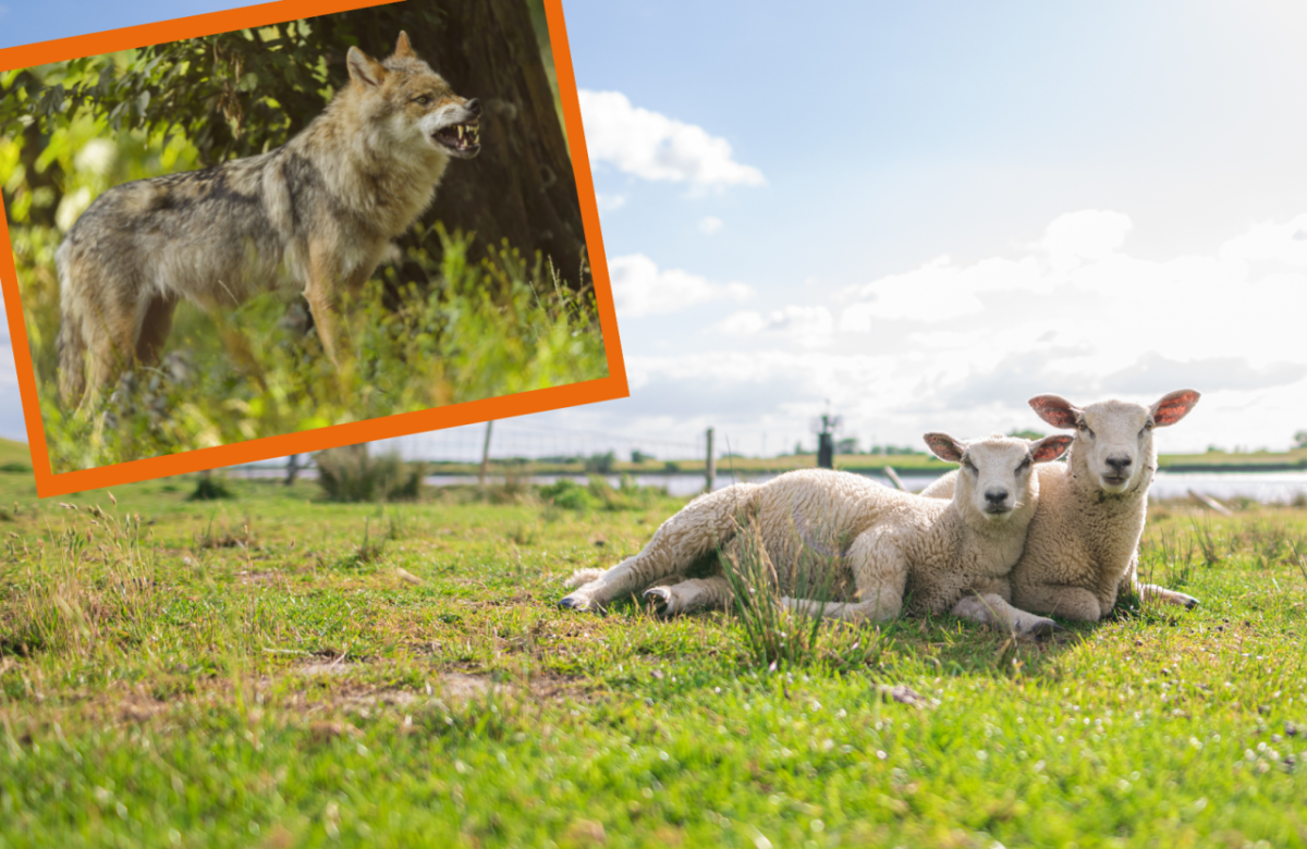 Wolf in Niedersachsen.png