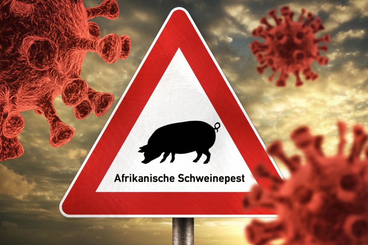 niedersachsen afrikanische schweinepest.jpg