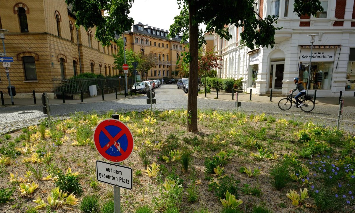 Braunschweig Baum