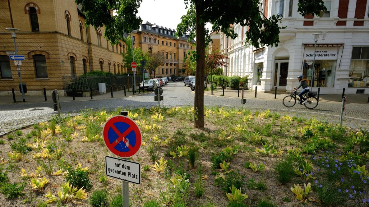 Braunschweig Baum