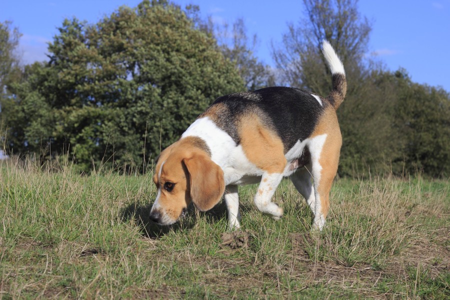 Ein Hund hat in Braunschweig fast ein Würstchen gegessen – die Besitzerin hat jetzt einen schlimmen Verdacht. (Symbolbild)