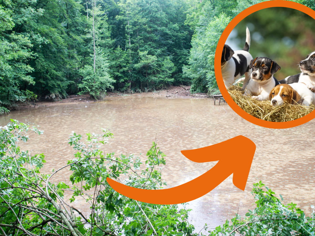 Regenrückhaltebecken mit Pfeil auf kleine Hunde