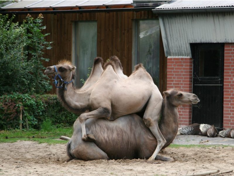 zoo braunschweig kamele