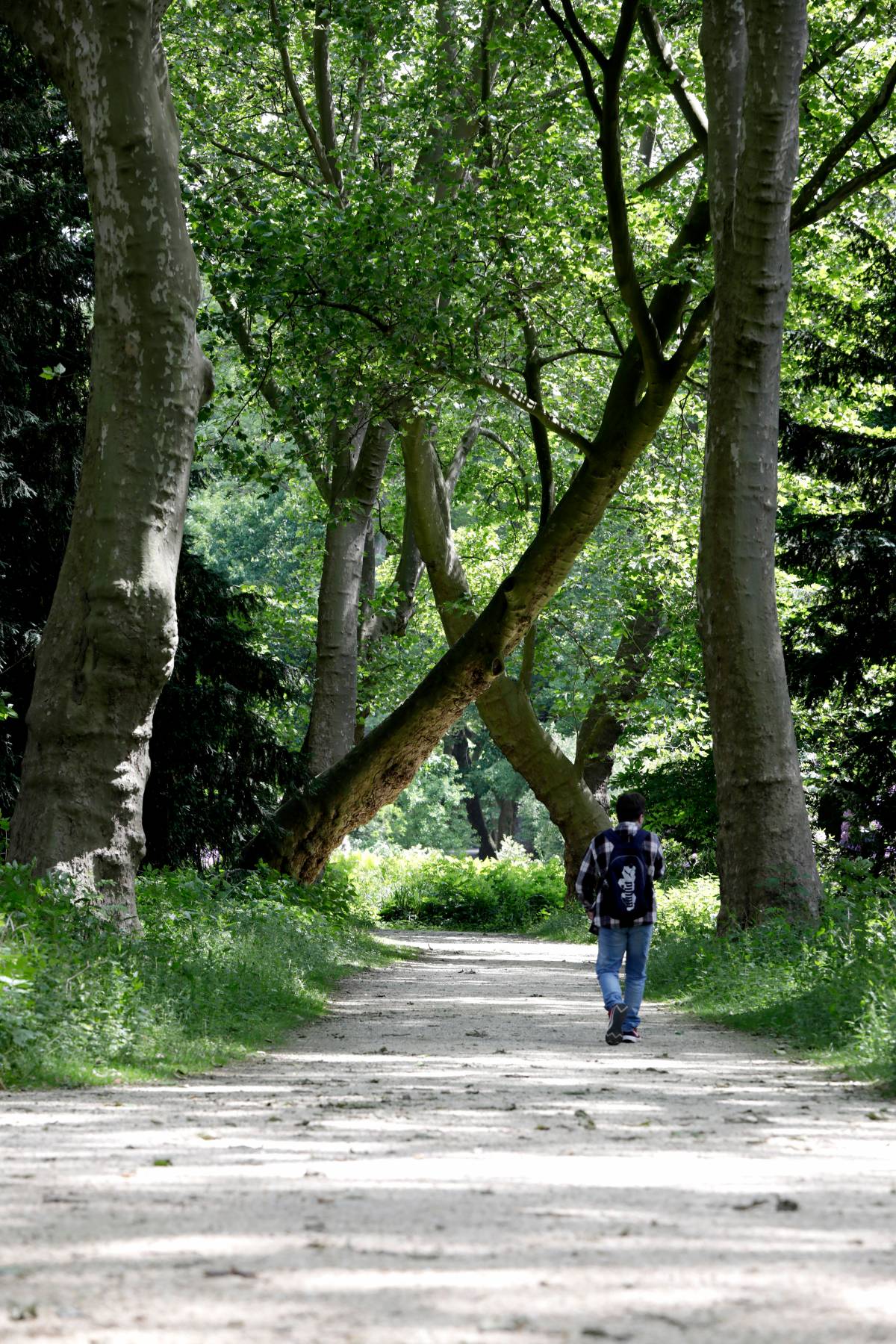 Mann geht im Wald spazieren