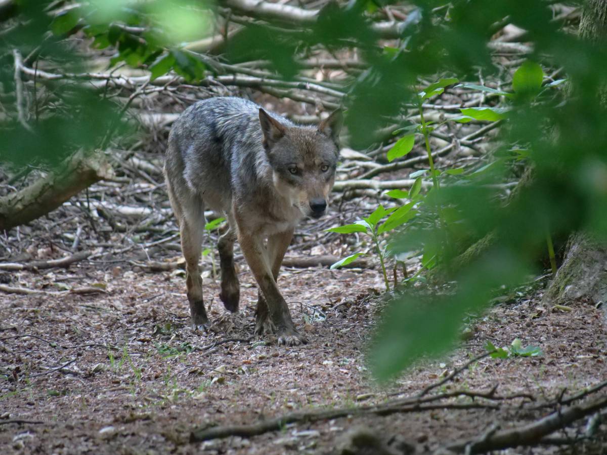 braunschweig wolf