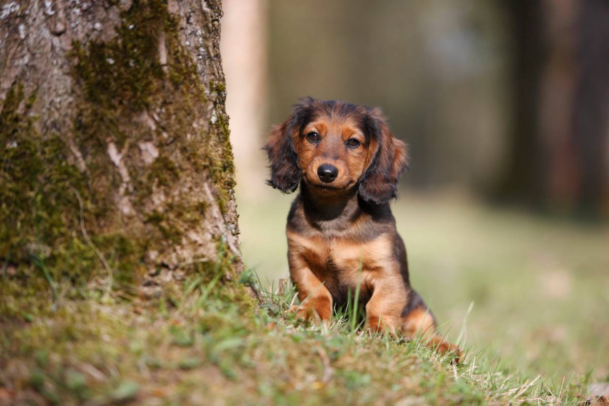 Hund in Niedersachsen