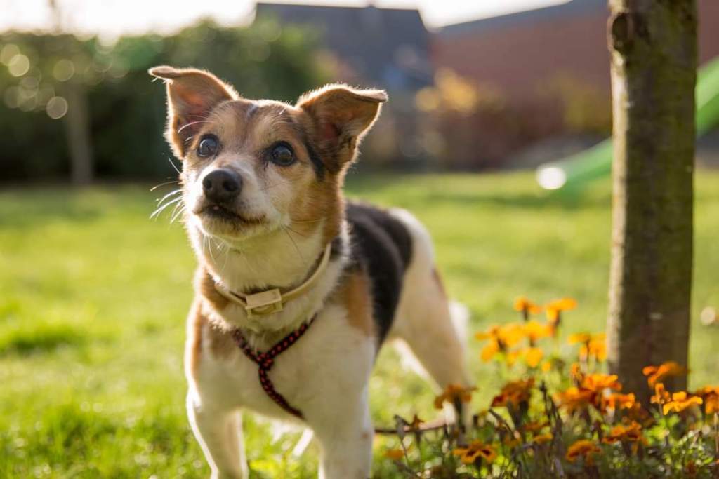 Hund Wolfsburg