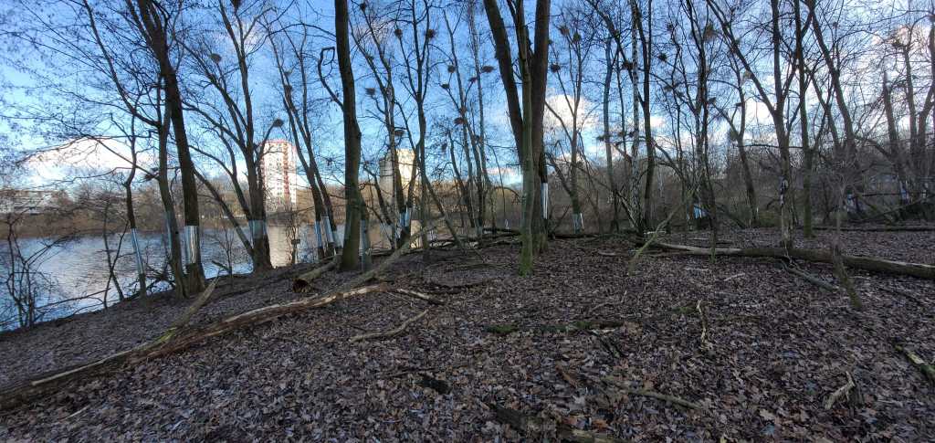 Die Stadt Wolfsburg hat gemeinsam mit Bund und Nabu Rollmanschetten an den Bäumen auf der Insel am Neuen Teich angebracht.