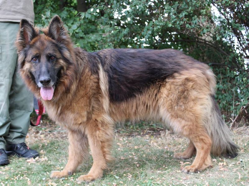 Hund Braunschweig