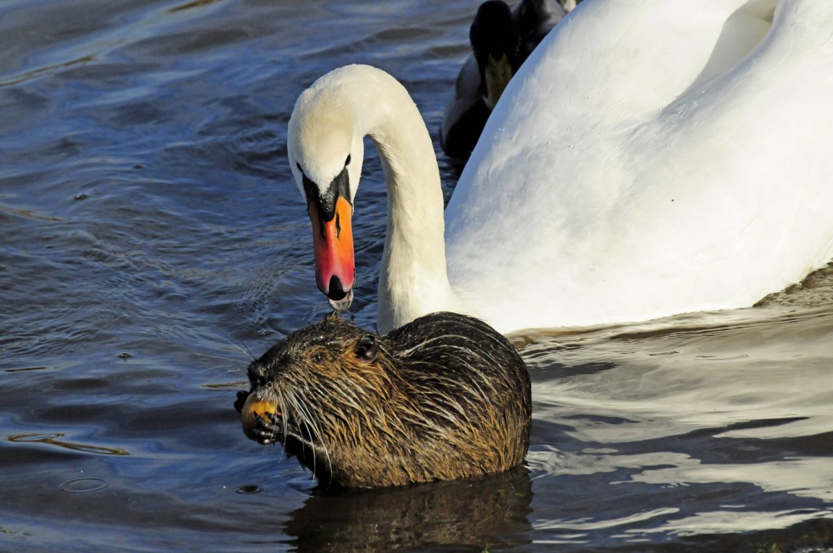 Auch vor schimpfenden SchwÃ¤nen hat der Nutria keine Angst. In Wolfsburg wird er langsam zur Plage...