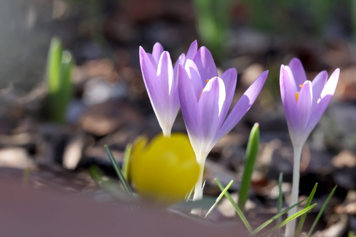 Das Wetter in Niedersachsen wird schÃ¶n die nÃ¤chsten Tage! Nur auf eine Sache mÃ¼ssen wir noch etwas warten. (Symbolbild)