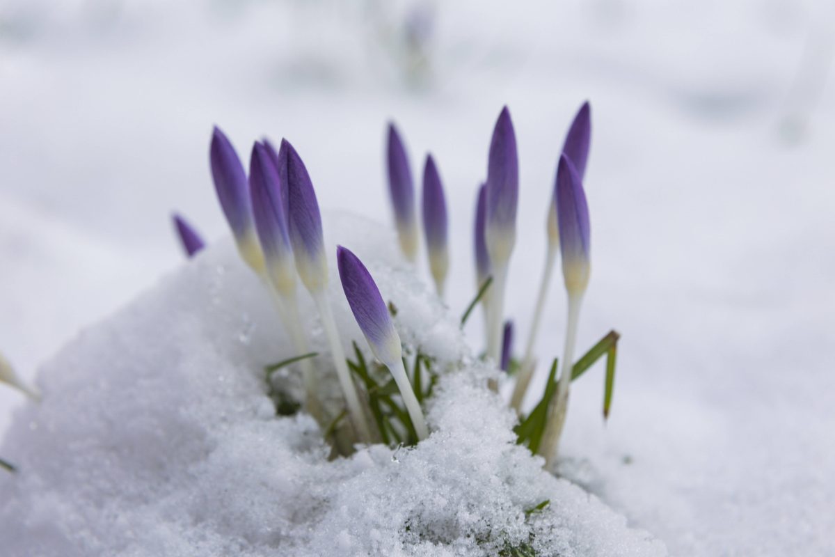 Die Krokusse werden auch in der kommenden Woche 0150 zumindest kurzzeitig â€“ unter Schnee begraben. (Symbolbild)