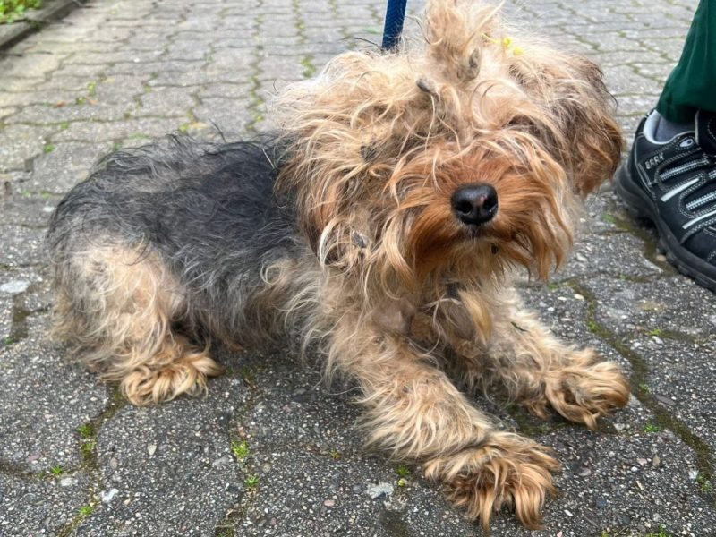 In Peine sind drei verwahrloste Hund gefunden worden. Womöglich gehörten sie zusammen.