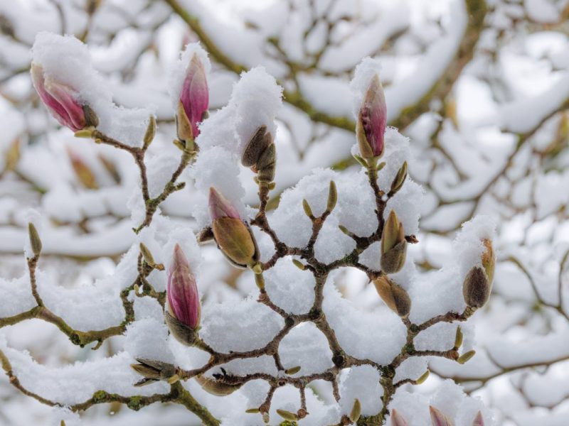 Droht uns der Arctic Outbreak in Niedersachsen? (Symbolbild)