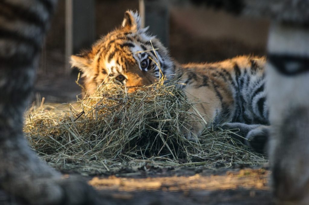 Hier spielt der damals sechs Monate alte "Akuma" genüsslich im Heu des Geheges in Braunschweig. Inzwischen ist er zu einem stattlichen Tiger geworden.