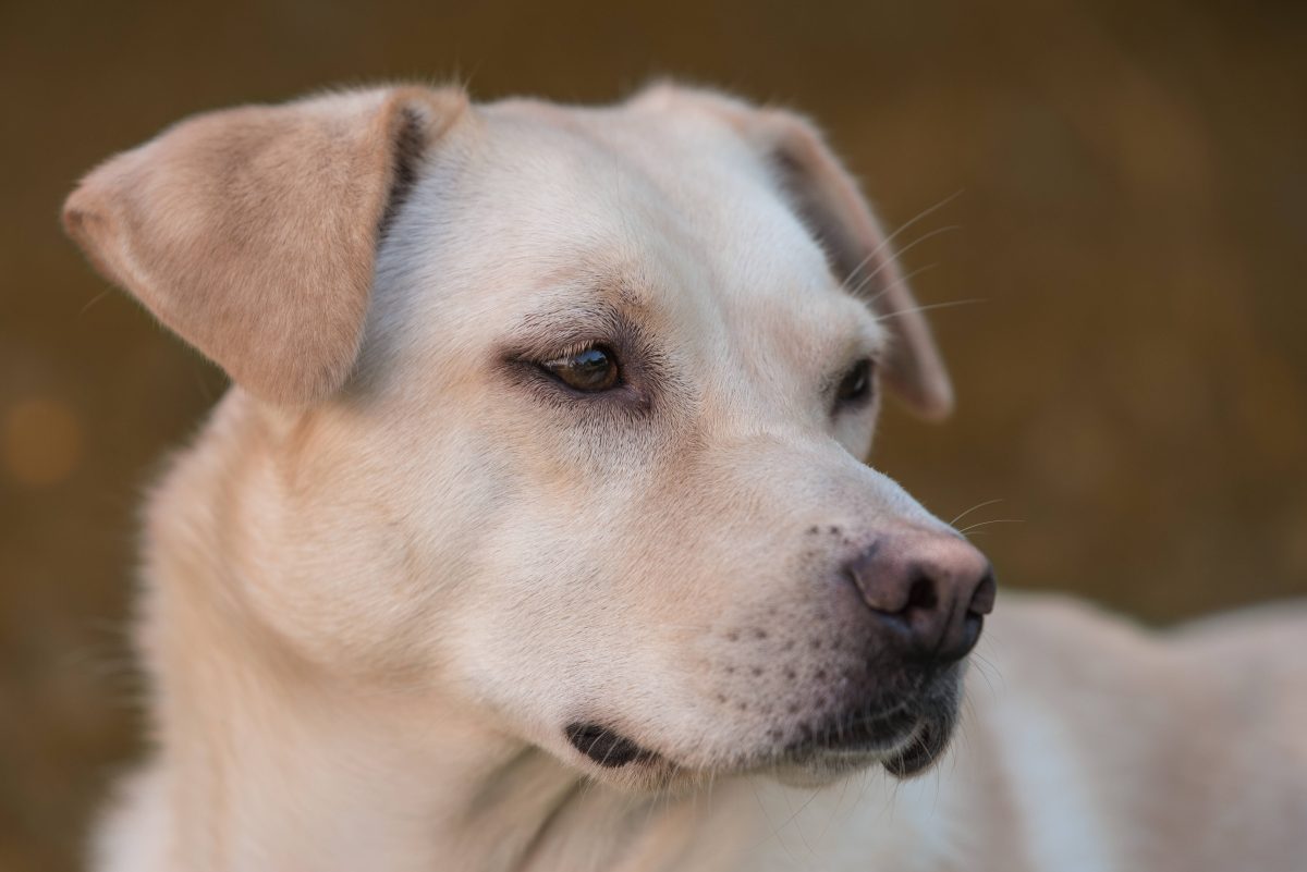 Heftige Vorwürfe in Wolfenbüttel! Im Fokus: Ein Mann und dessen Hund. Die Polizei sucht dringend nach Zeugen, um das Ganze aufzuklären.