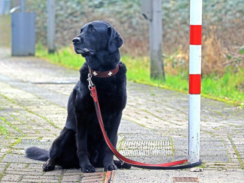 ein Schwarzer Labrador wurde an einem Mast angebunden und ausgesetzt