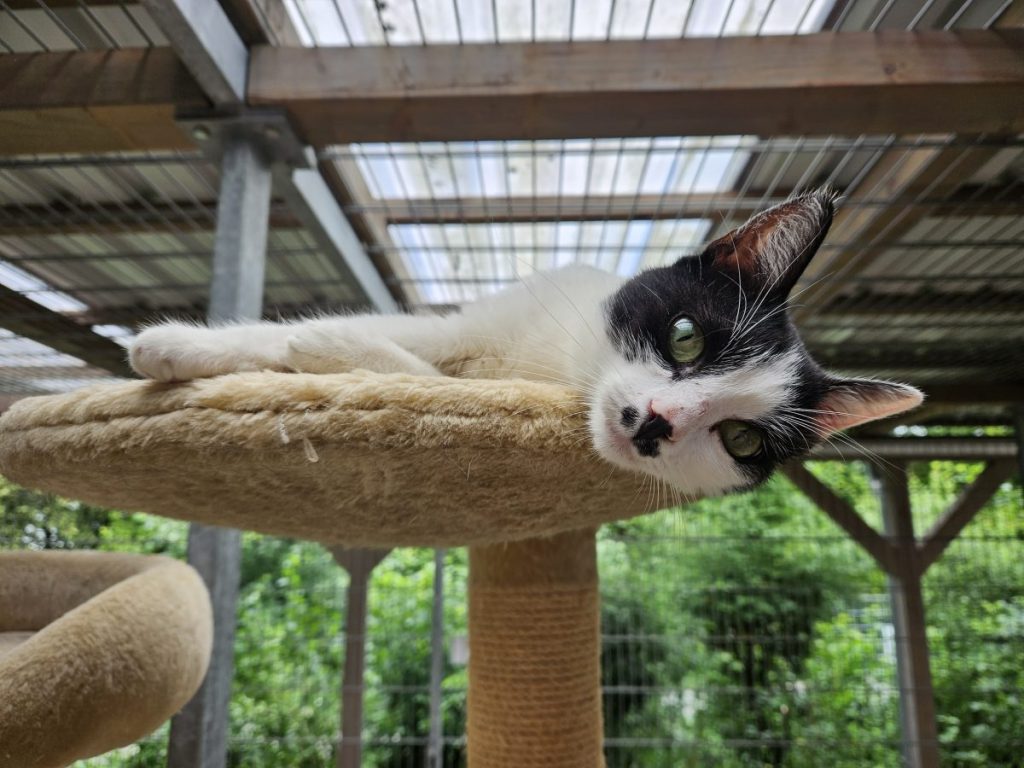 Katze im Tierheim Salzgitter