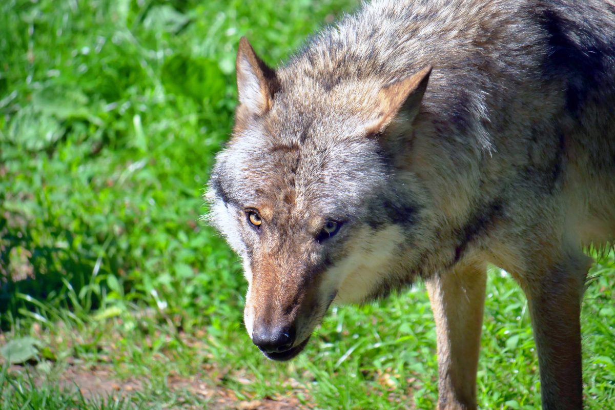 filmtierpark eschede