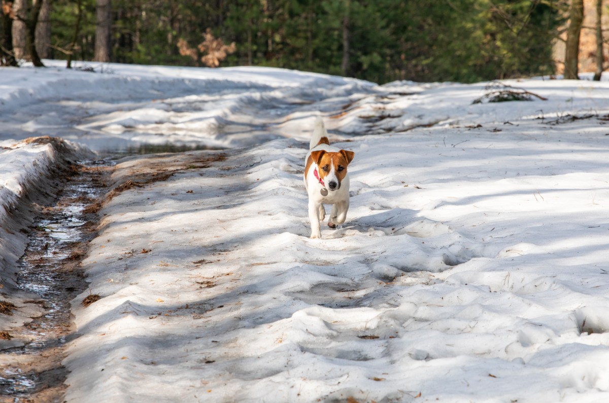 Jack-Russell-Terrier im Wald