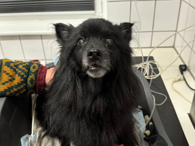 Hund im Kreis Gifhorn