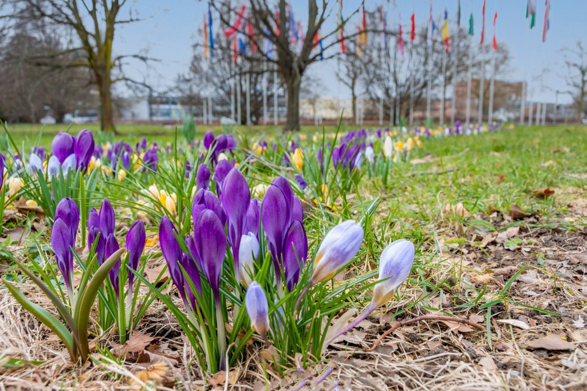 Es wird Frühling am Europaplatz in Braunschweig.