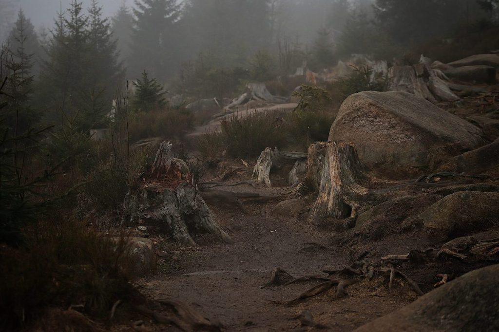 Mystische Stimmung am frühen Morgen Oderteich im Harz.