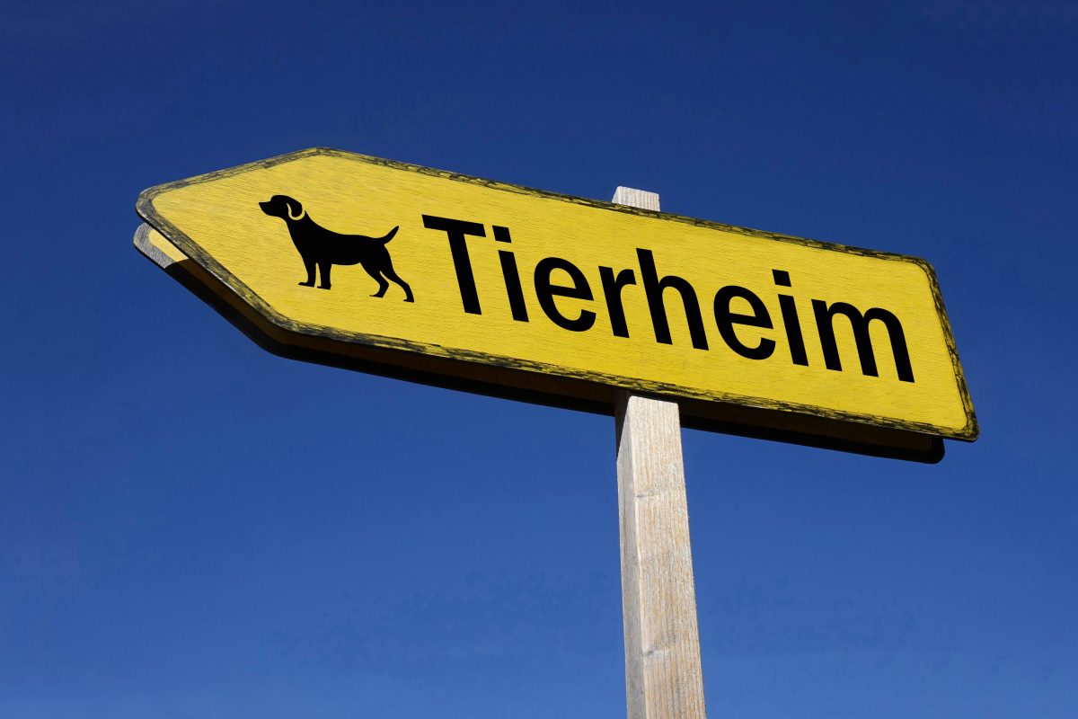 Tierheim Gifhorn