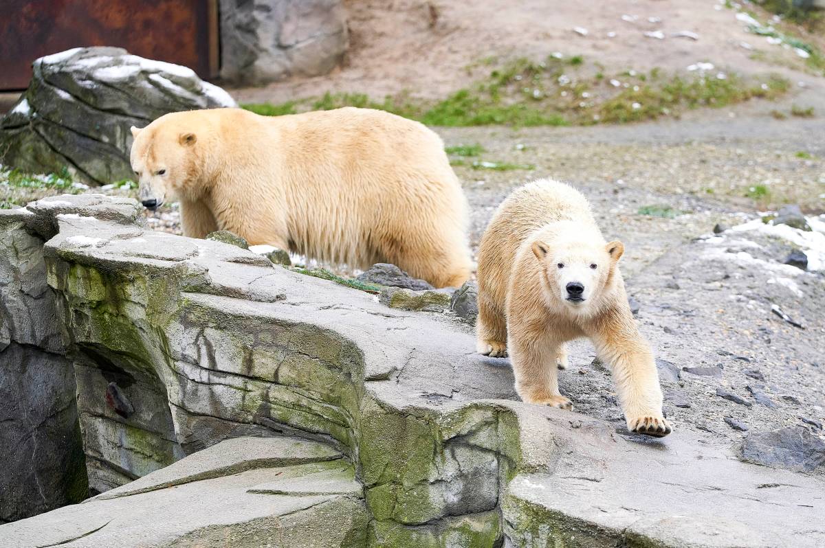 Zoo Hannover Eisbären