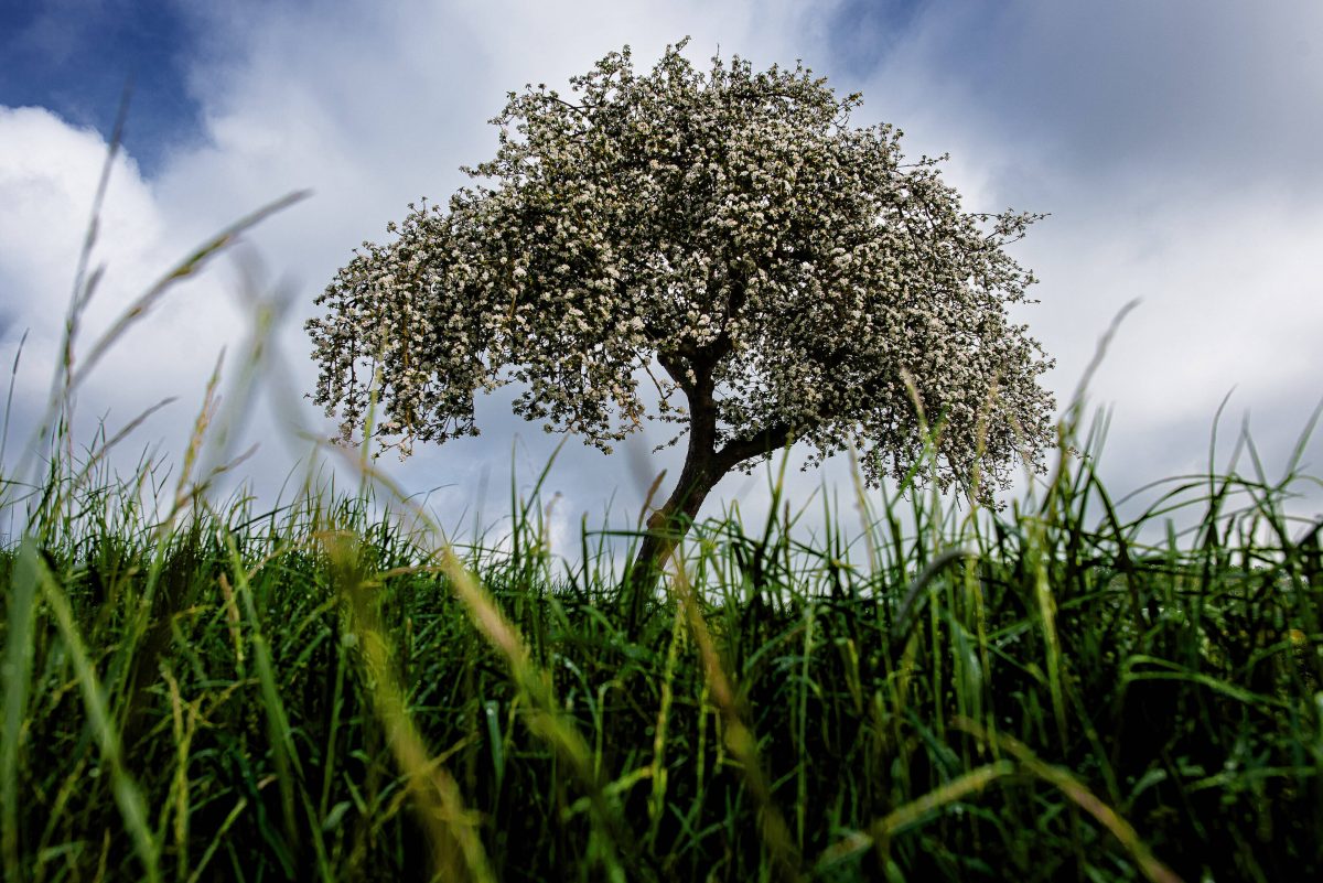 Die Ernte der Obstbauern in Niedersachsen wird schlecht ausfallen. (Archivbild)