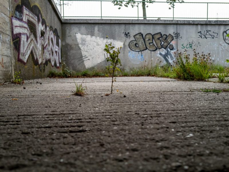Peine Pflanze Beton