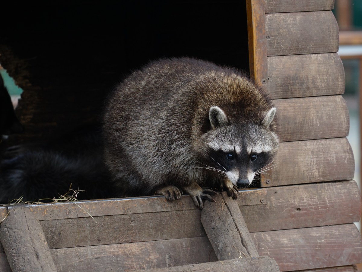 Waschbär im Zoo