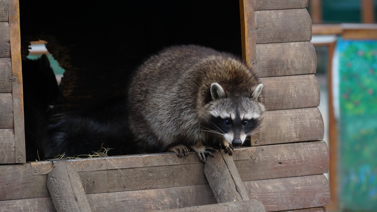 Waschbär im Zoo